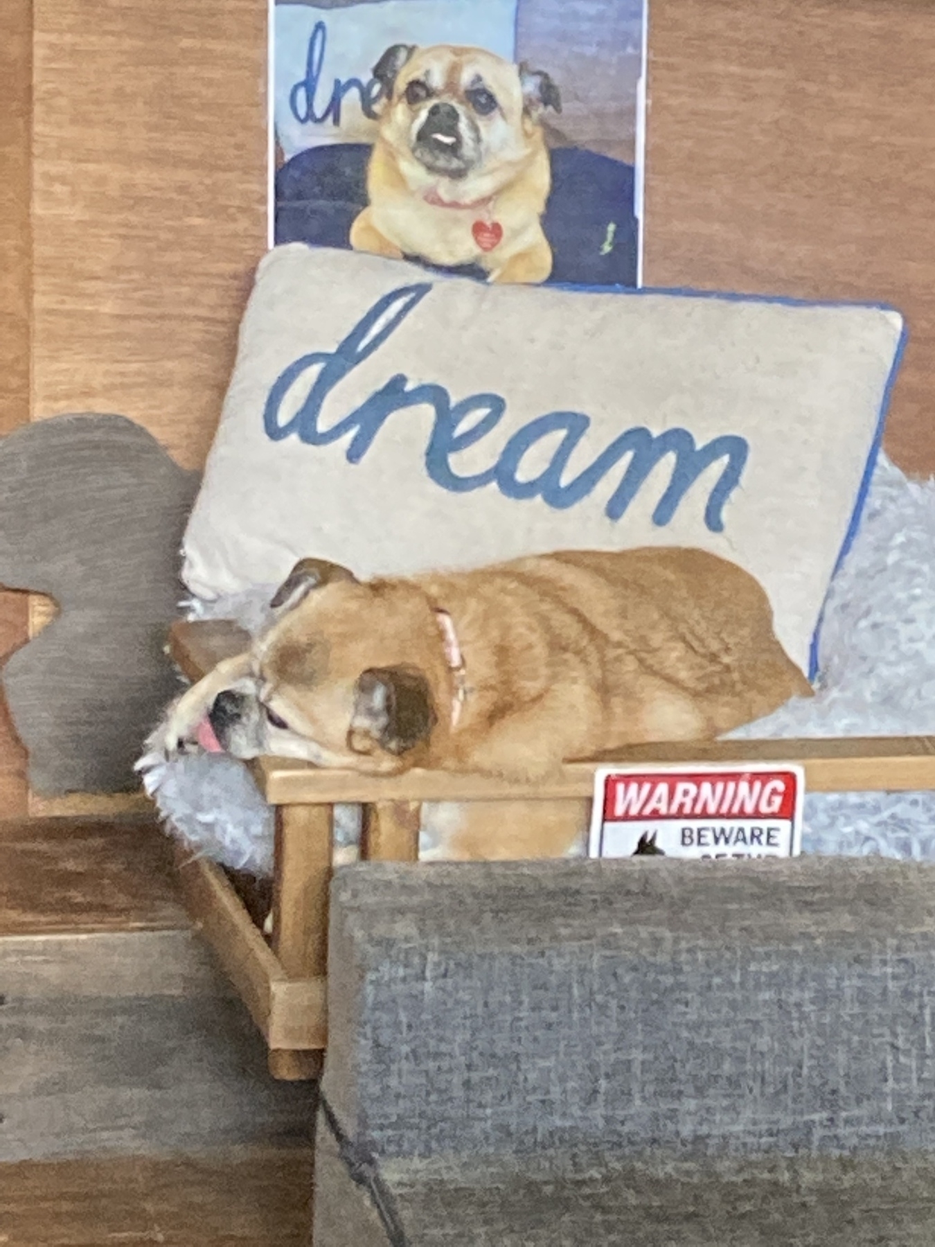 A photo of a sleeping dog; a pillow embroidered with “Dream” above it, and a “Beware” sign below 